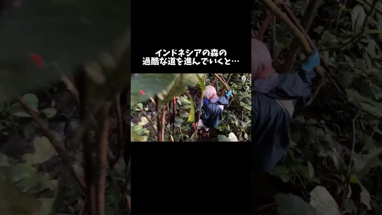 インドネシアの森の過酷な道を進んでいくと… #shorts