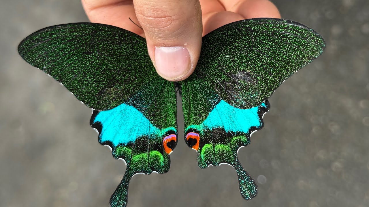 インドネシアの山奥で取れる蝶がヤバ過ぎる