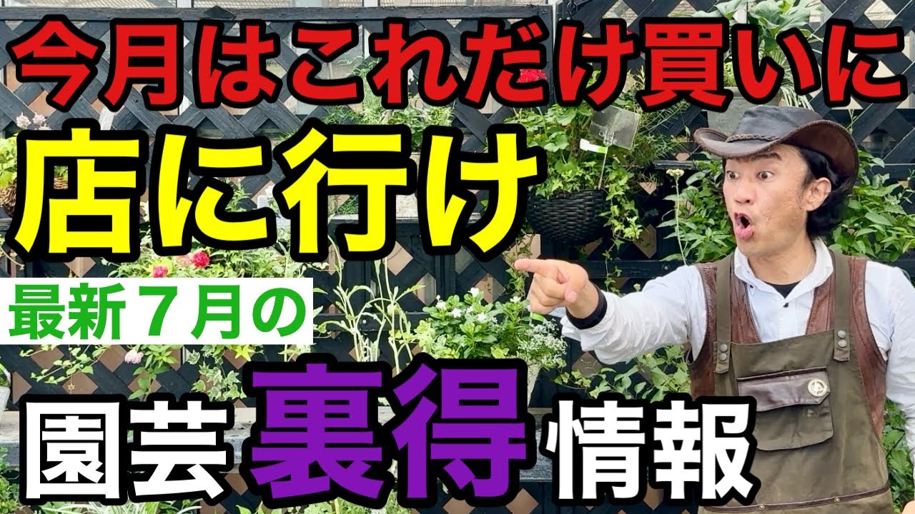 ７月は暑くて長居できません。あれ入荷してるのでそれだけ買いに行きましょう　　　【カーメン君】【園芸】【ガーデニング】【初心者】