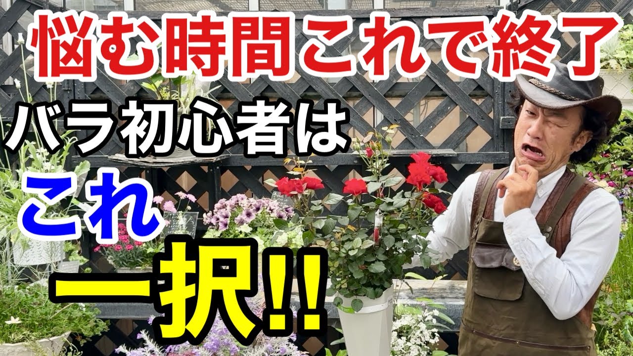 【選べないあなたへ】  バラ栽培に迷ったらまずはこちらをお試しください。           【カーメン君】【バライフ】【Balife】