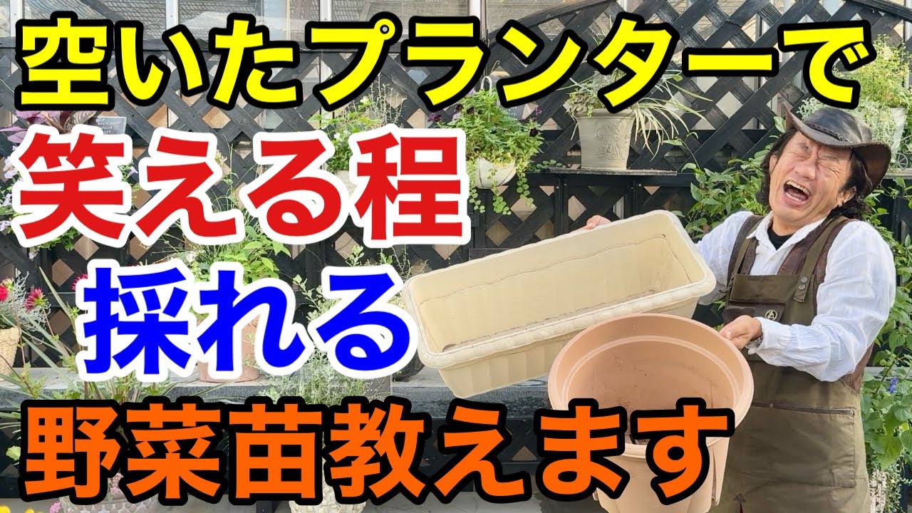 【本当に元が採れる秋野菜】種類を間違えると全然取れないのでご注意下さい　　　【カーメン君】【園芸】【ガーデニング】【初心者】