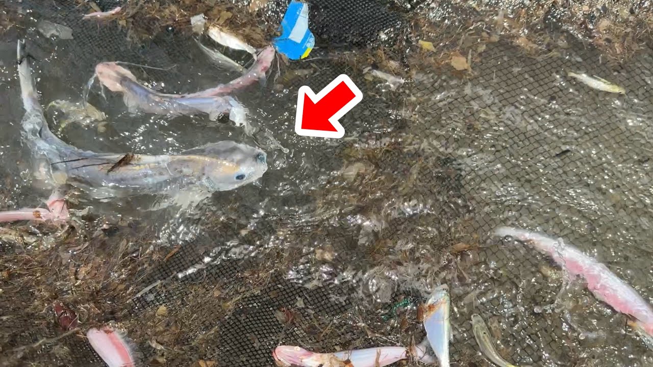 アマゾンの巻き網漁に同行すると日本で1匹２０万円する激レア魚が捕れてしまいました