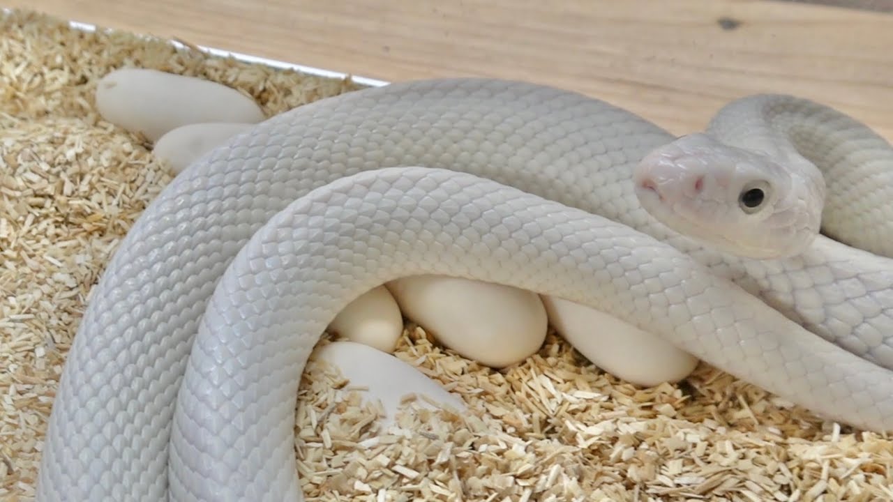 飼ってる白ヘビが突然卵を産んでいました