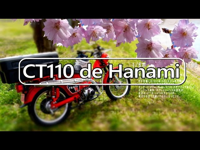 CT110　で　花見弁当　In motorcycle　Cherry-blossom viewing