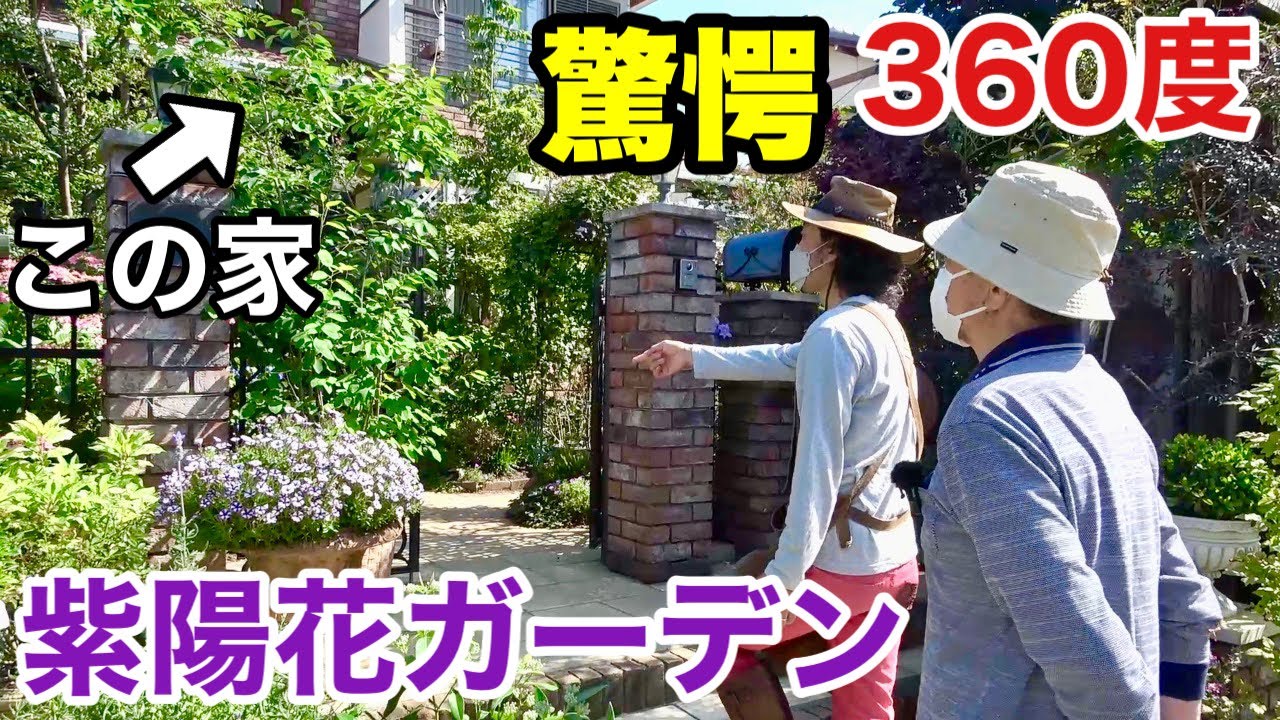 【ここまで変わるか！】1か月で劇的に変化する個人庭　　　　【カーメン君】【園芸】【ガーデニング】【初心者】【紫陽花】