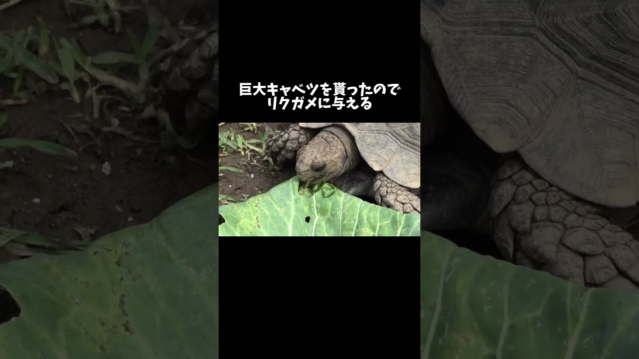 巨大キャベツを貰ったのでリクガメ達に与える #shorts