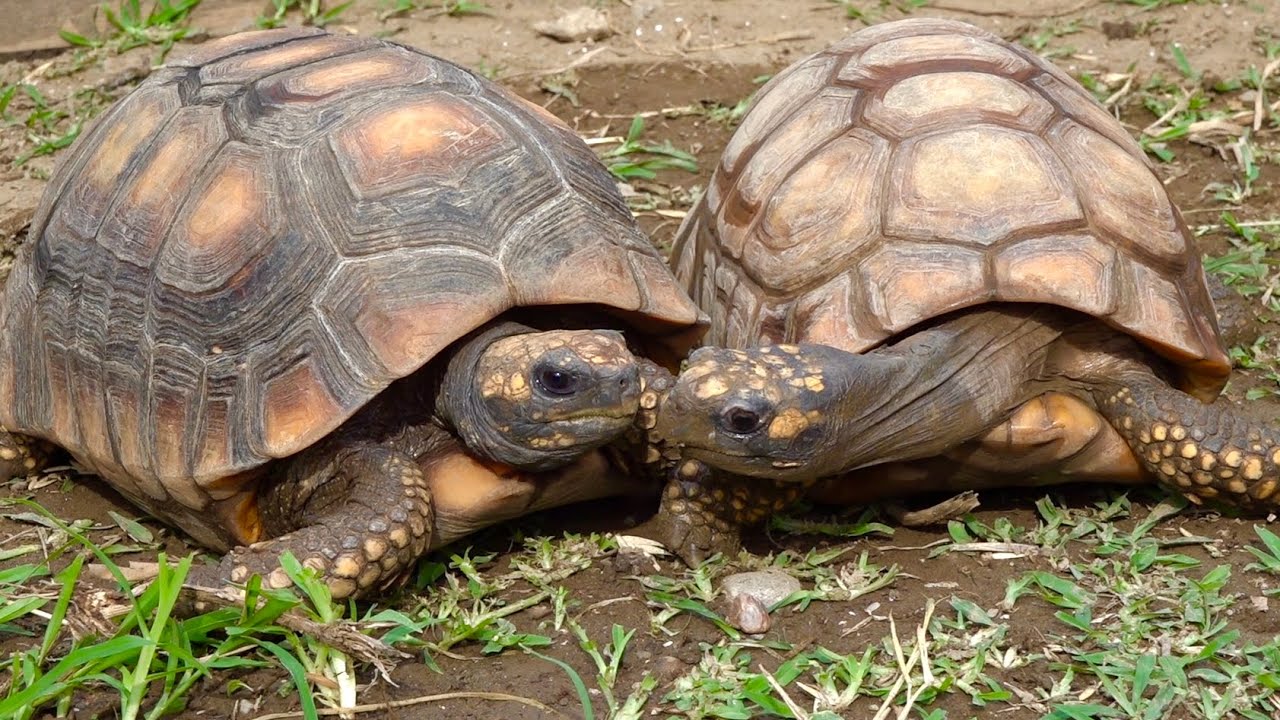 リクガメのオスとメスを初めて合わせてみると・・・
