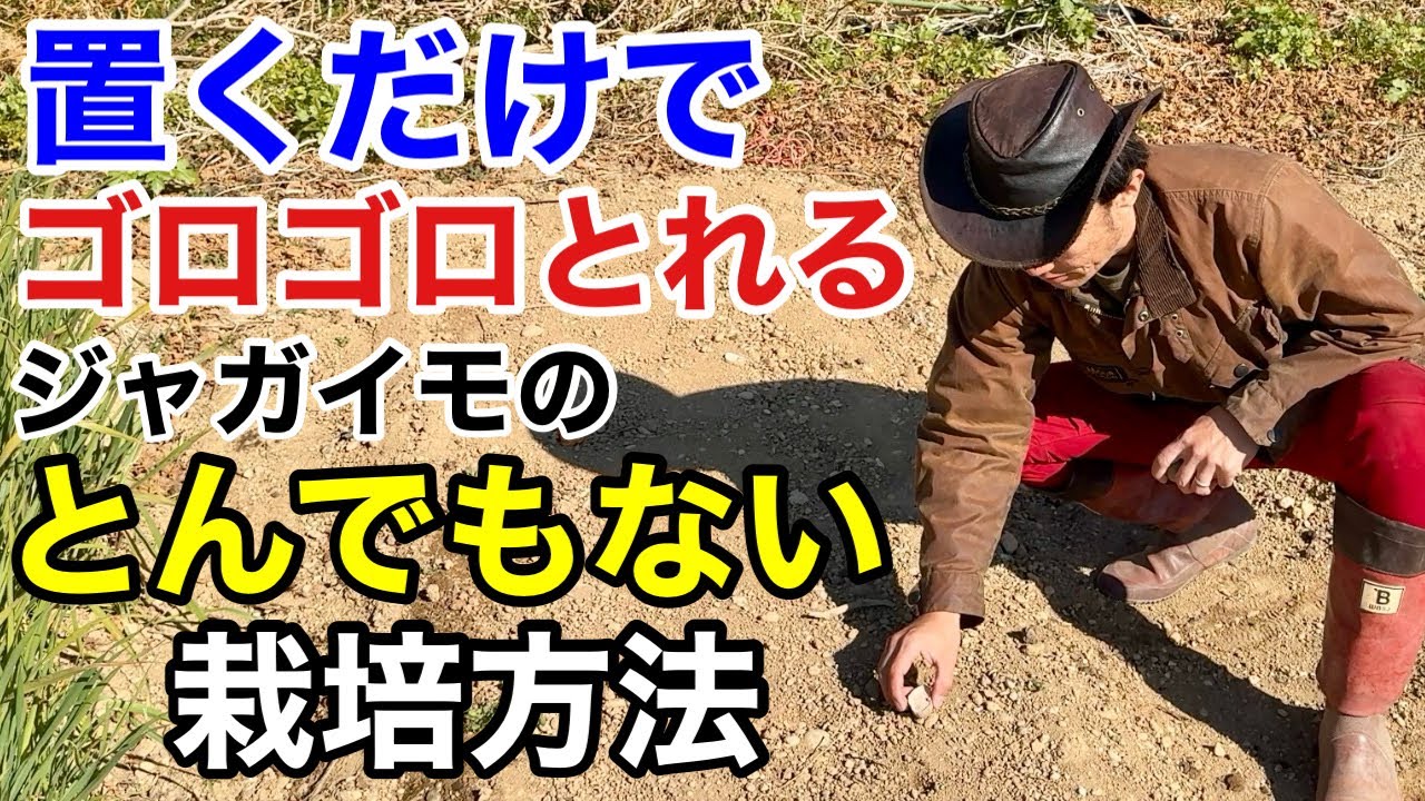 【もう疲れない】今日からジャガイモ栽培の常識が変わります　　　　　　　　　【カーメン君】【園芸】【ガーデニング】【初心者】