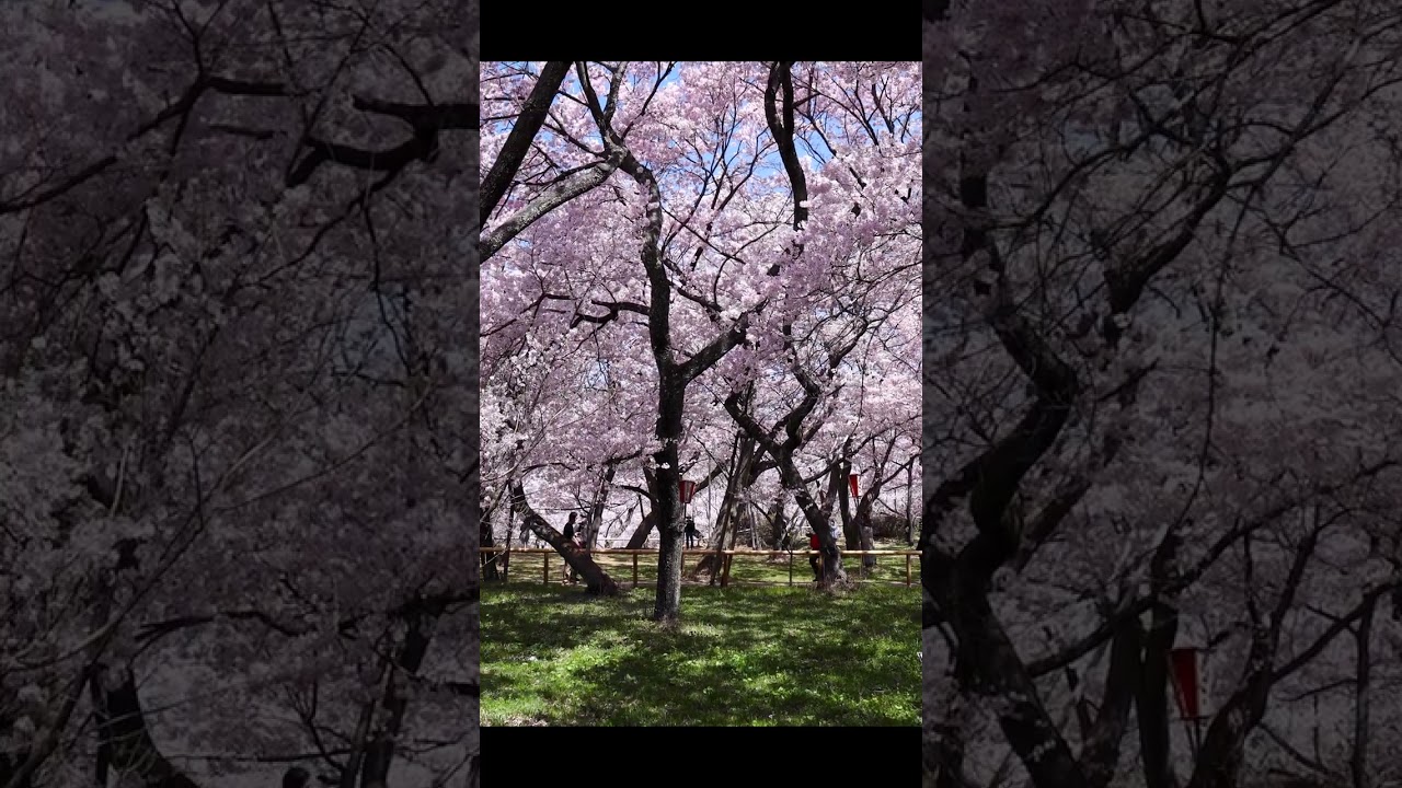 天下第一の桜、高遠城址の春 #shorts