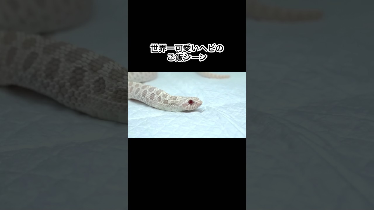 世界一可愛いヘビのお食事シーン　#shorts
