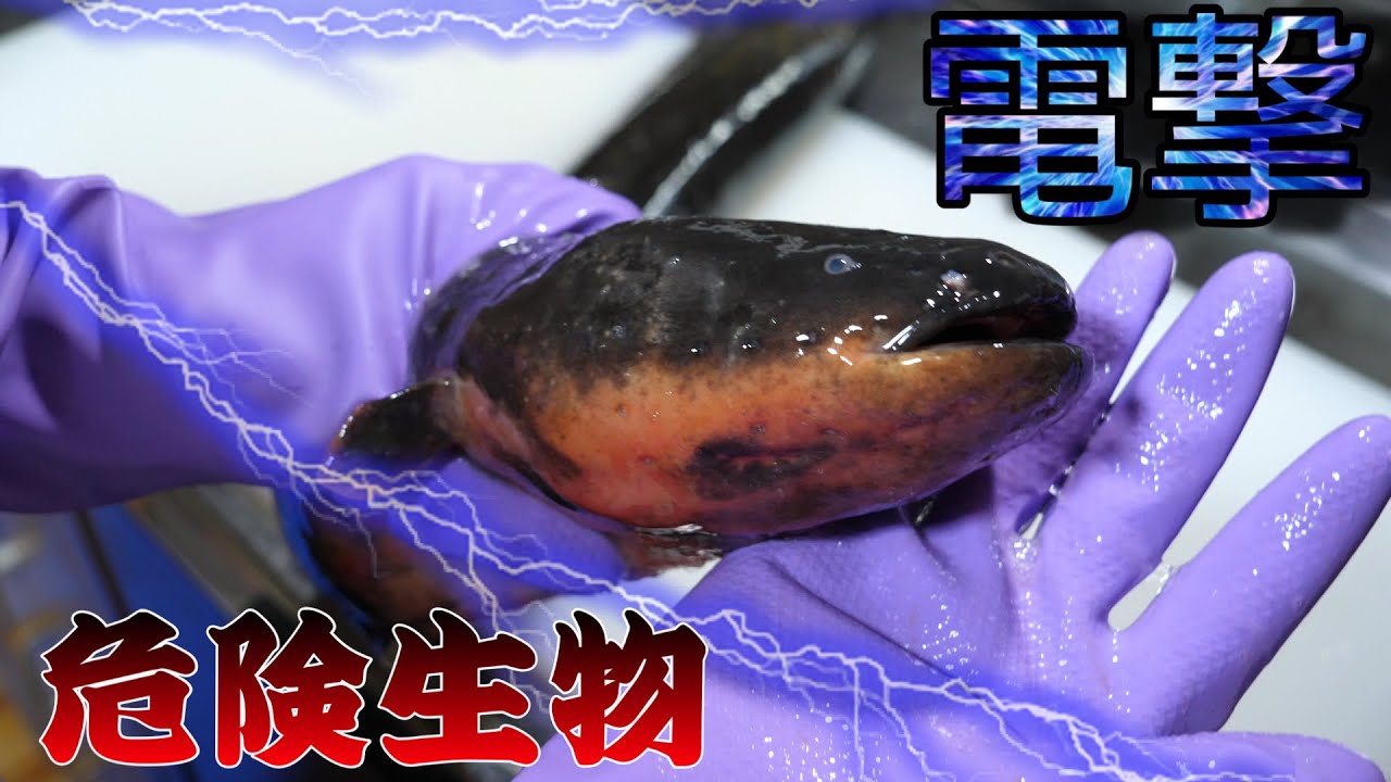 【真似しないで】素手でさわればあの世行き。危険すぎる『巨大電気ウナギ』をさばいて蒲焼にして食べたら、発見の連発だった！