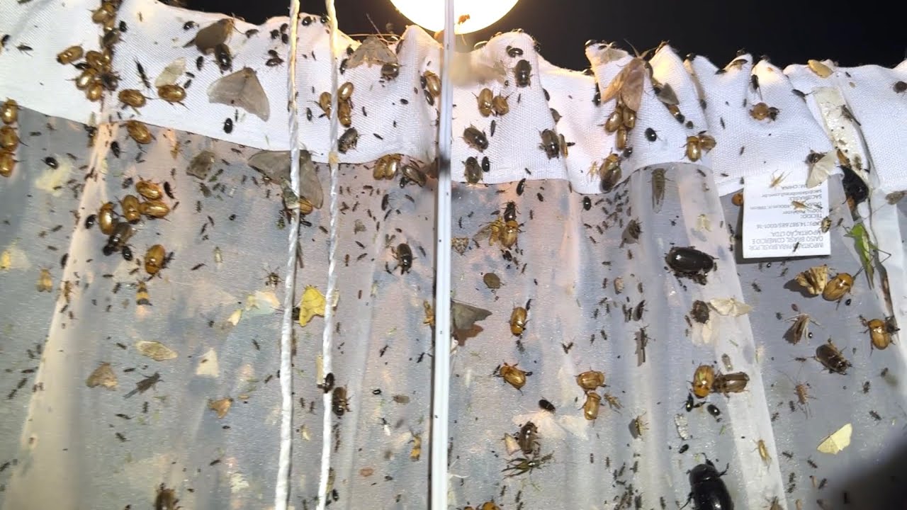 アマゾン河の横でライトトラップするとこうなります