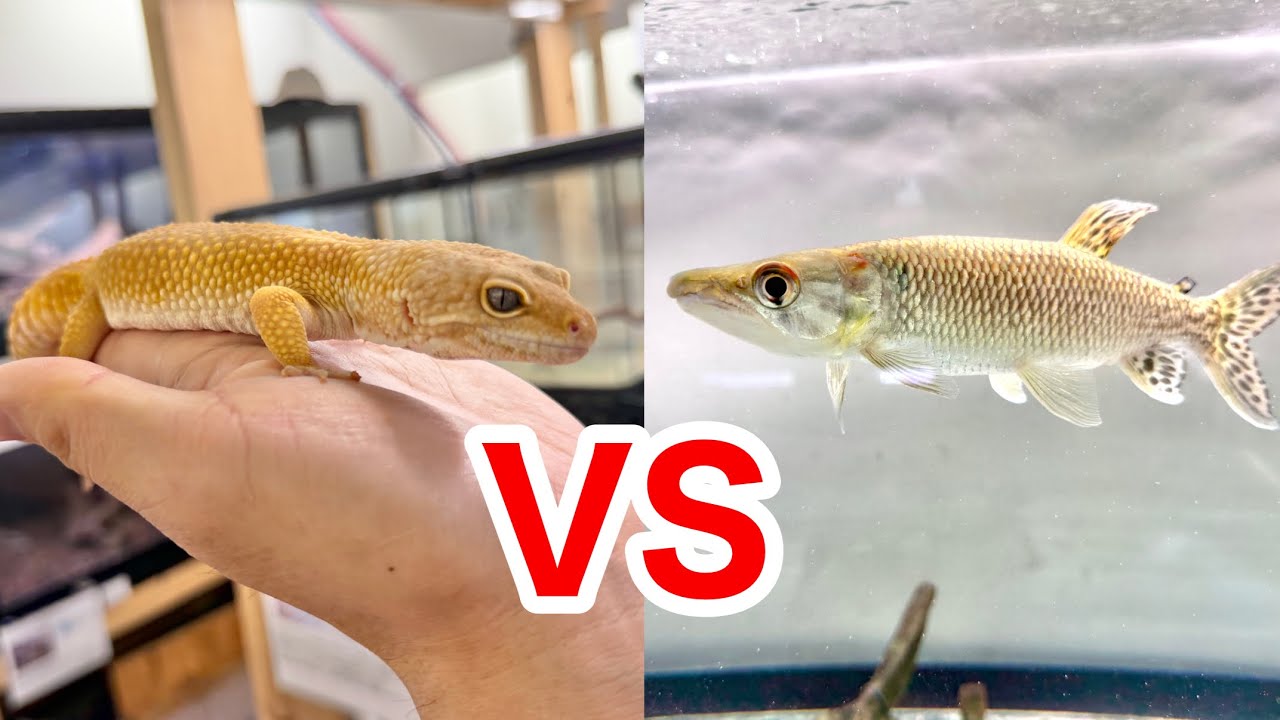 魚と爬虫類、どちらを飼う方が大変か知っていますか？