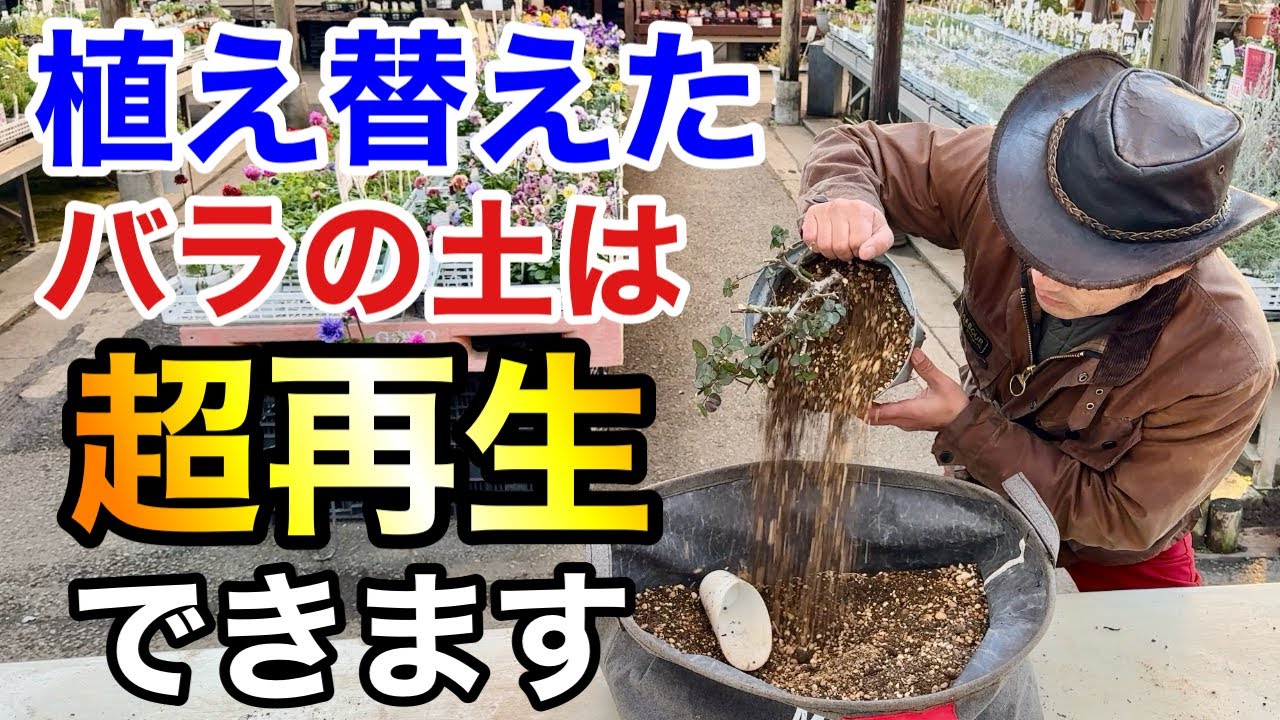 【ワンランク上の再生法】バラの古土にはリスクがあるので気をつけて下さい　　　【カーメン君】【園芸】【ガーデニング】【初心者】