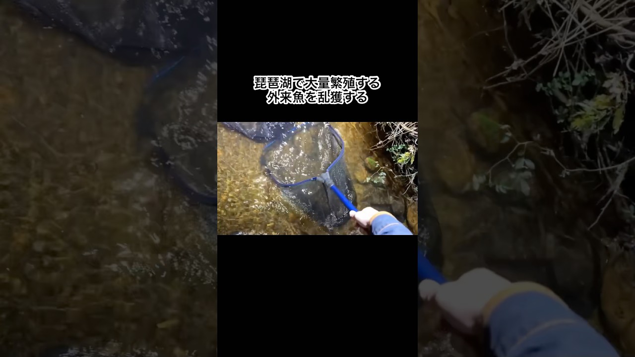 琵琶湖で大量繁殖する外来魚を乱獲　#shorts