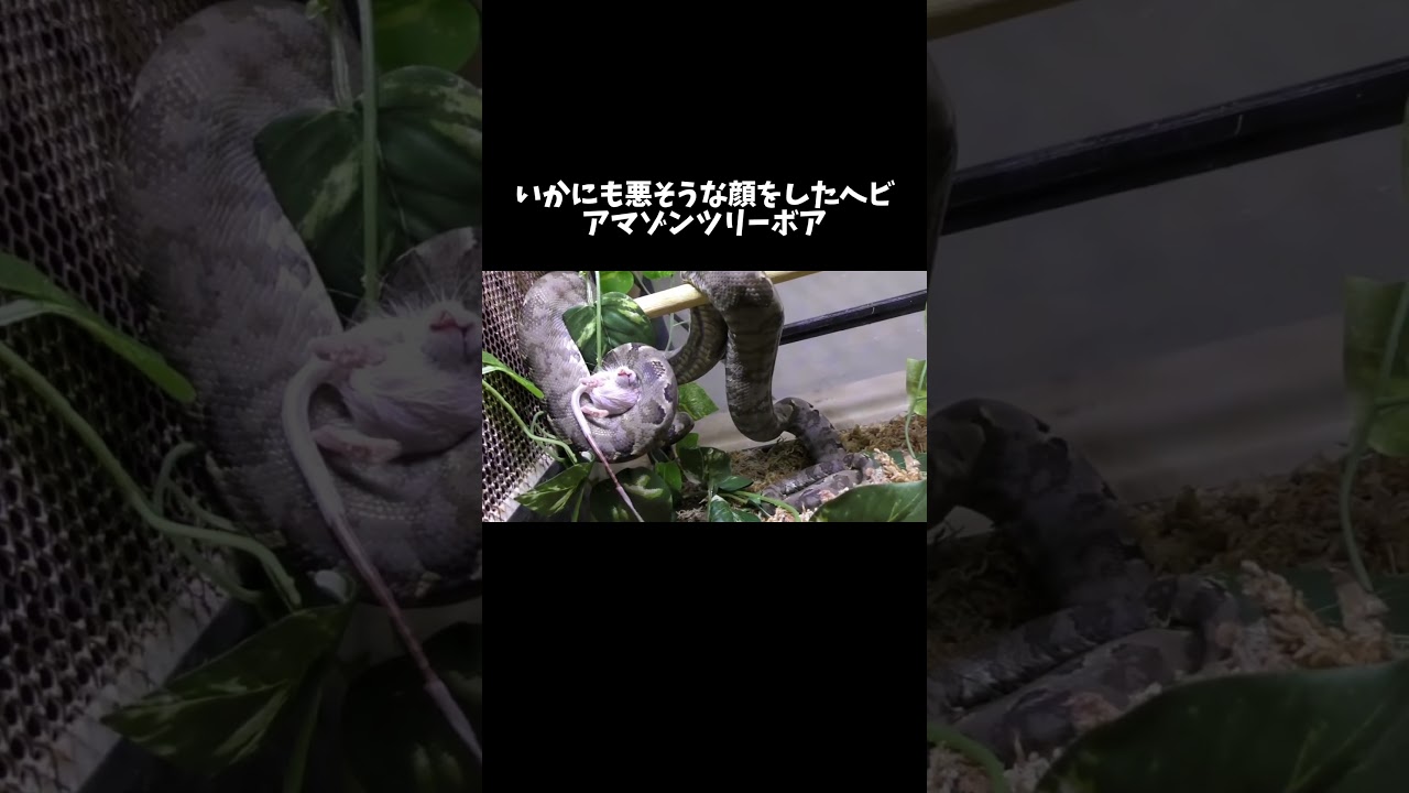 いかにも悪そうな顔をしたヘビ、アマゾンツリーボアがカッコよすぎる！ #shorts #reptiles