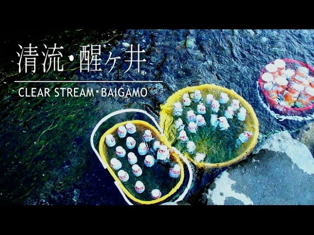 醒ヶ井・梅花藻を覗きに　Meihua algae Travel