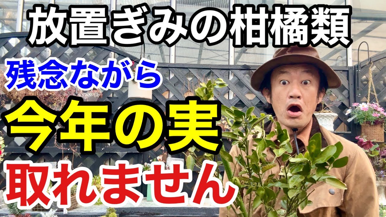 【大丈夫です！】柑橘類で今すぐできる３つの作業　【カーメン君】【園芸】【初心者】【レモン】