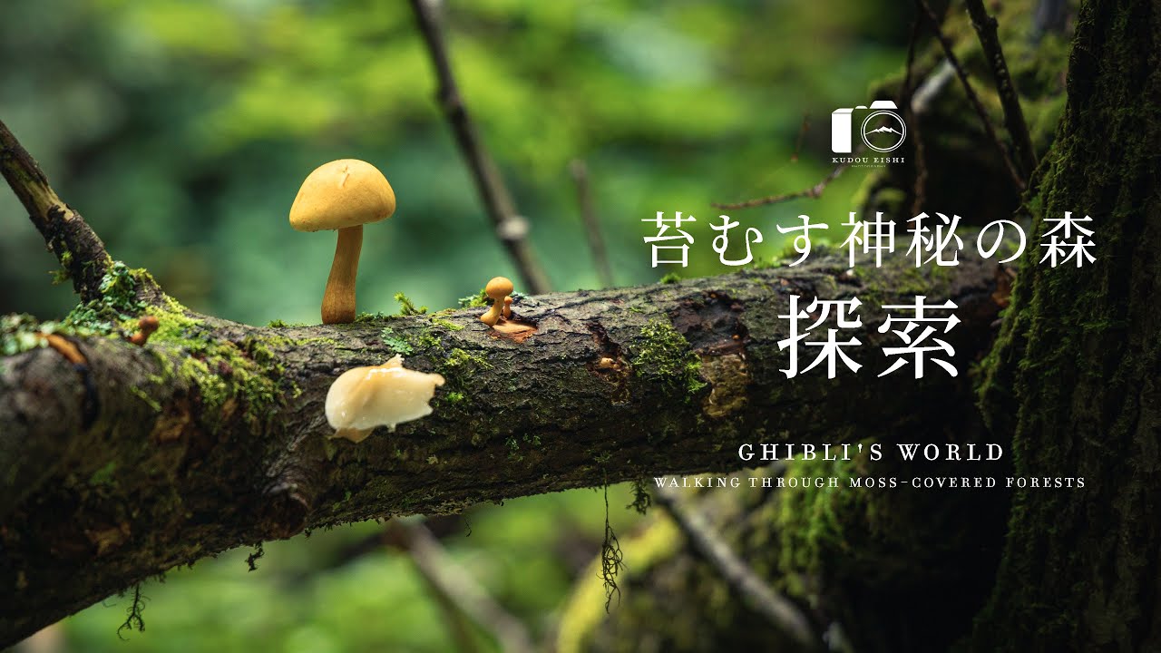 まるでジブリ世界の森。苔が生茂る森を探索｜初秋｜4K SDR