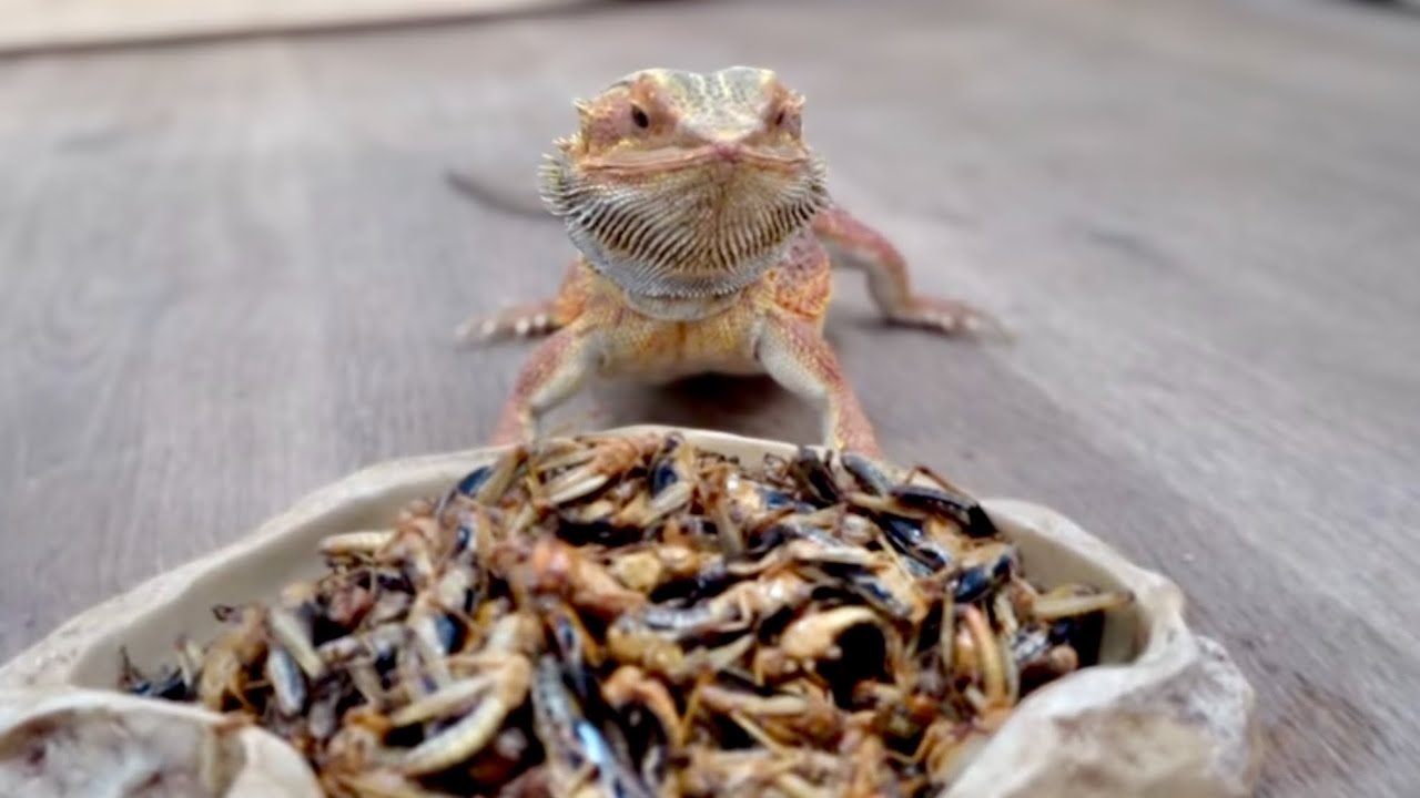 腹ペコの爬虫類に大量のイナゴを食べさせる