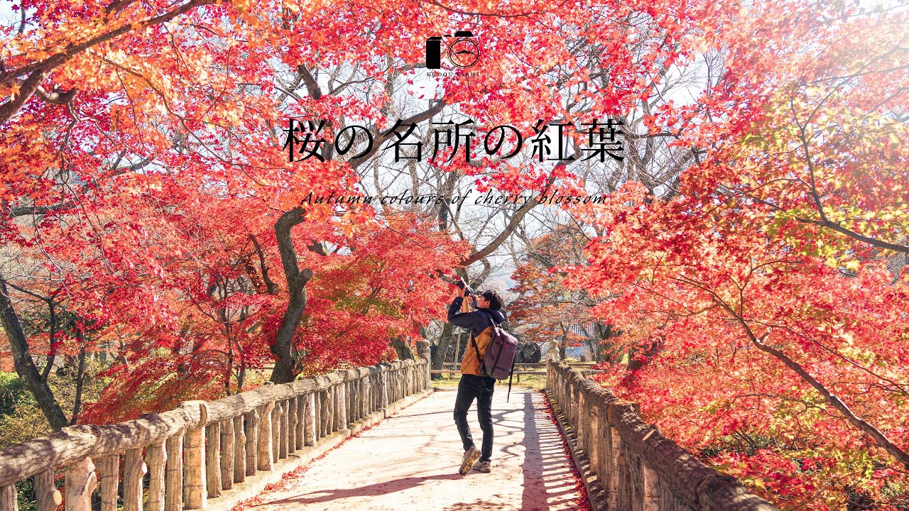 秋の高遠城址公園。桜の名所は紅葉も美しい｜盛秋｜4K HDR