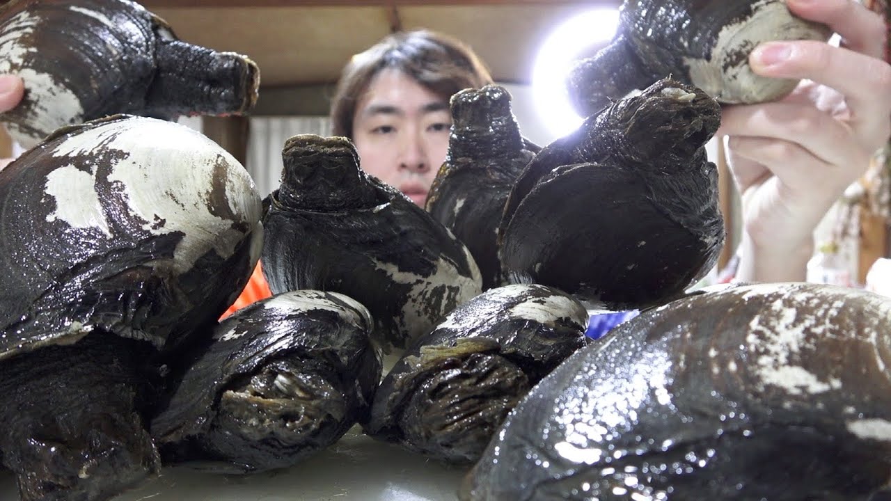 黒くて、デカい謎の高級巨大貝を13個も買いました。デカすぎて殻に収まってません！なんなのー！