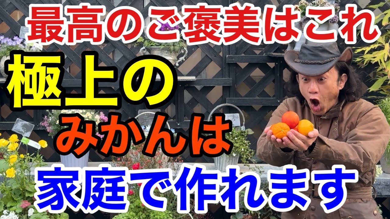 【これなら育てたい！】家で果樹を育てるなら今「みかん」はいいぞ　　　　　【園芸】【ガーデニング】【育て方】