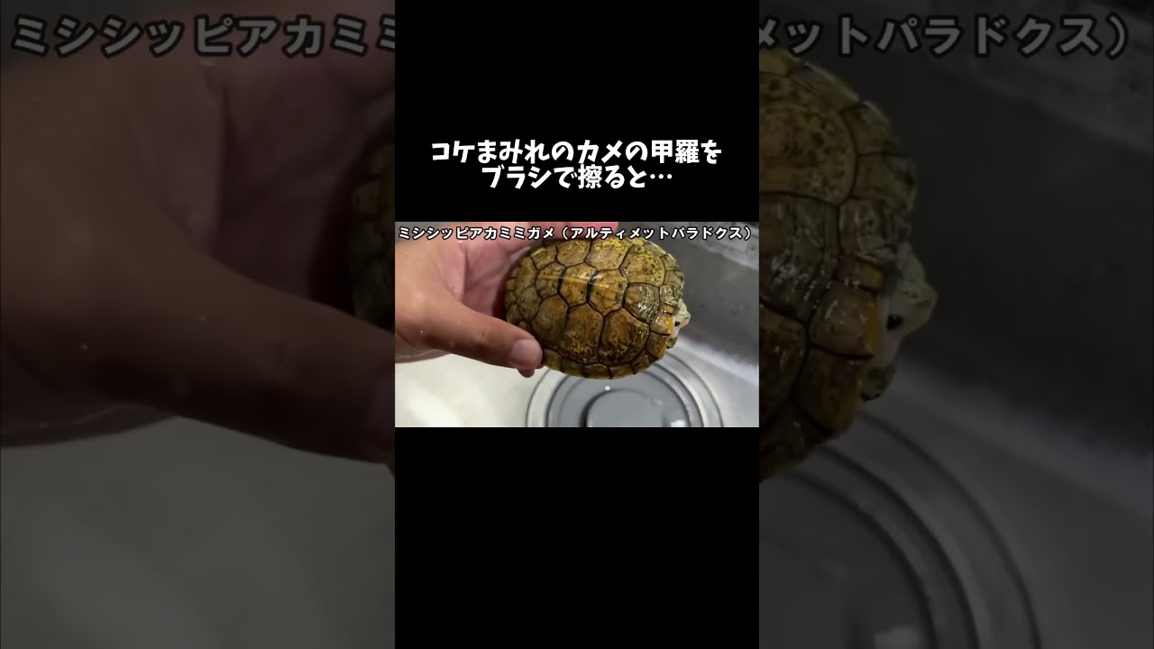コケまみれのカメの甲羅をブラシで擦ると #shorts