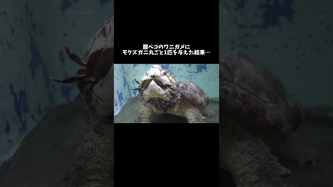 腹ペコのワニガメにモクズガニ丸ごと1匹を与えた結果… #shorts