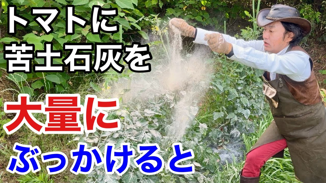 【目からウロコ】とんでもない効果が得られます　【カーメン君】【トマト】【苦土石灰】【育て方】