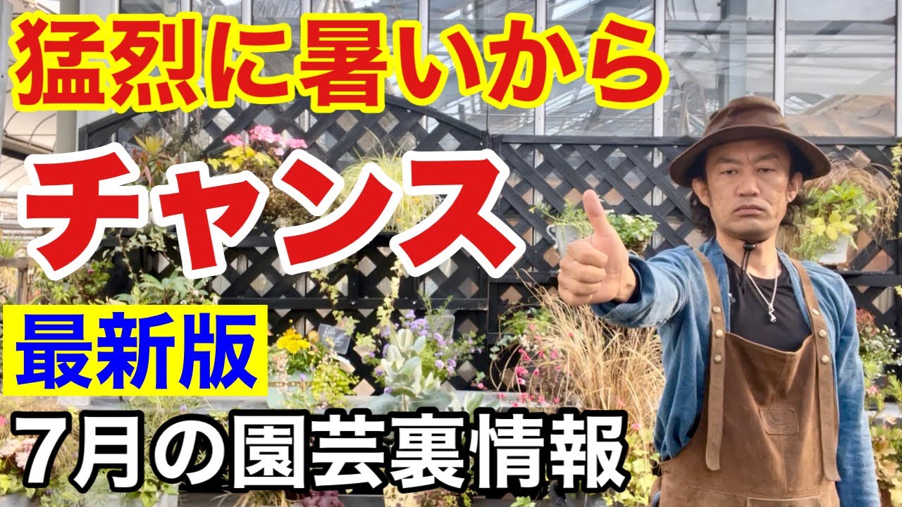 【涼んで見てください】元店長が最新２０２２年７月の園芸裏情報バラします　　　【カーメン君】【園芸】【ガーデニング】【初心者】