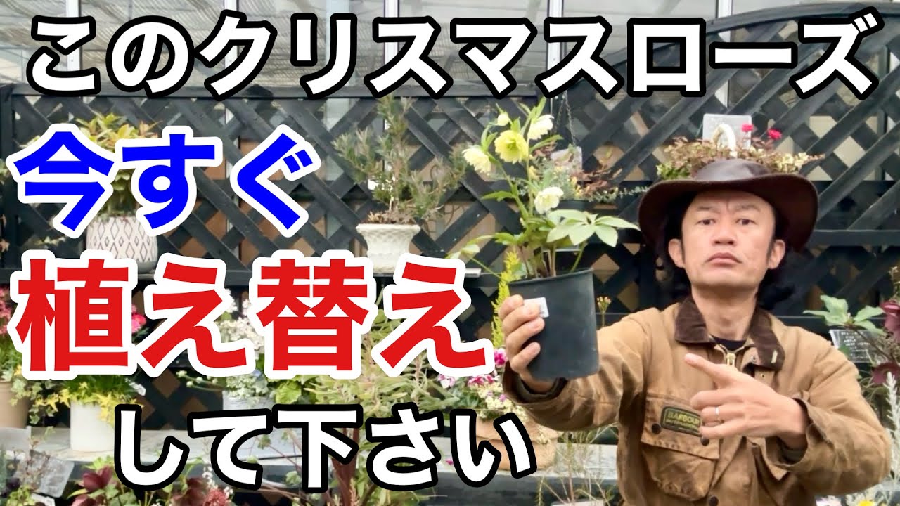 【買ったばかり】春先のクリスマスローズの植え替え方法教えます。　　【カーメン君】【クリスマスローズ】【ガーデニング】【初心者】