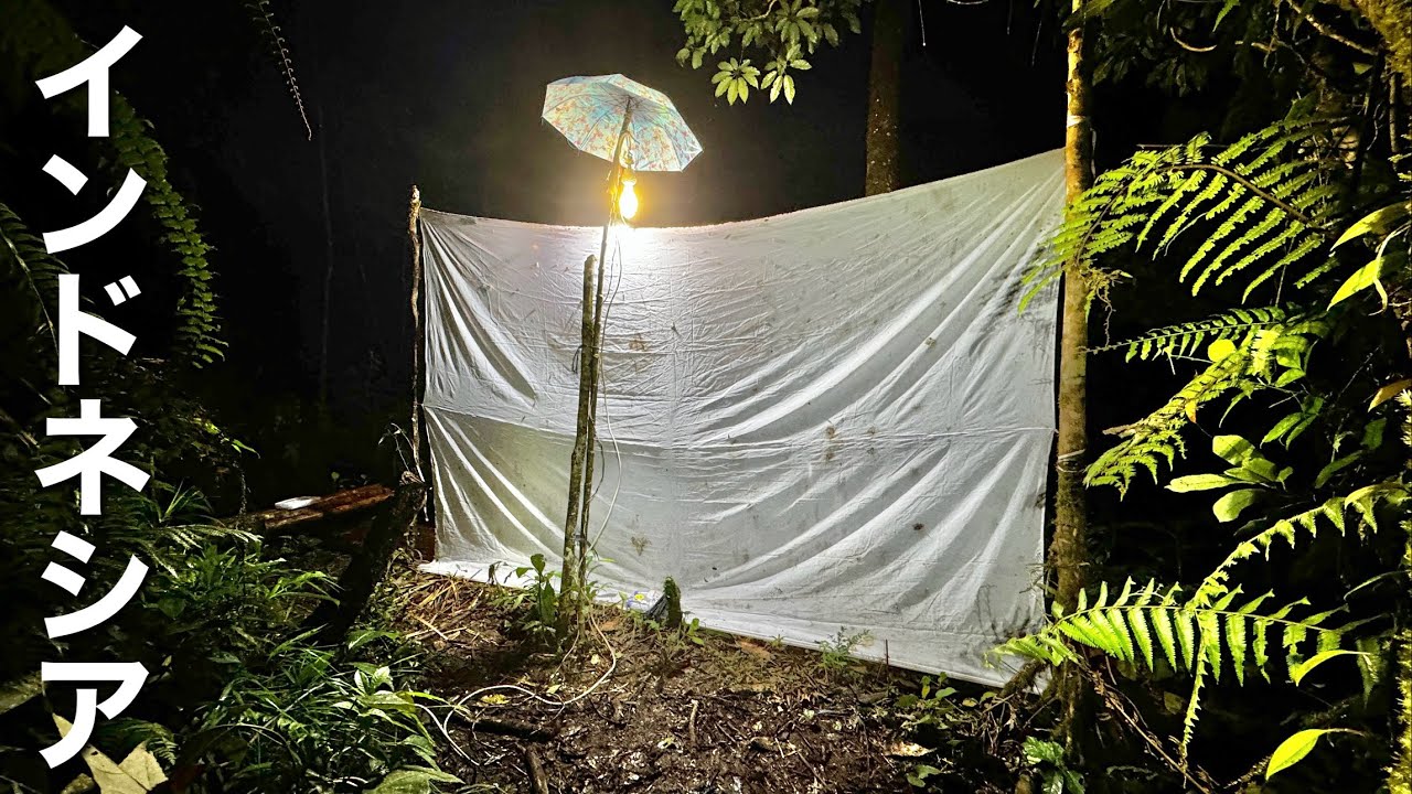 インドネシアの山奥でライトを付けると、とんでもない虫が続々と飛んできた