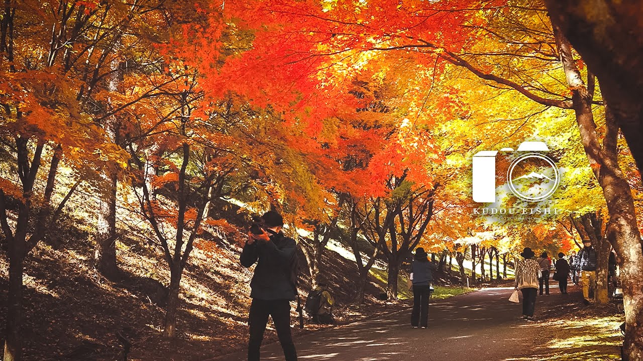 【風景写真】もみじ湖の紅葉 - Japanese autumn leaves | 4K