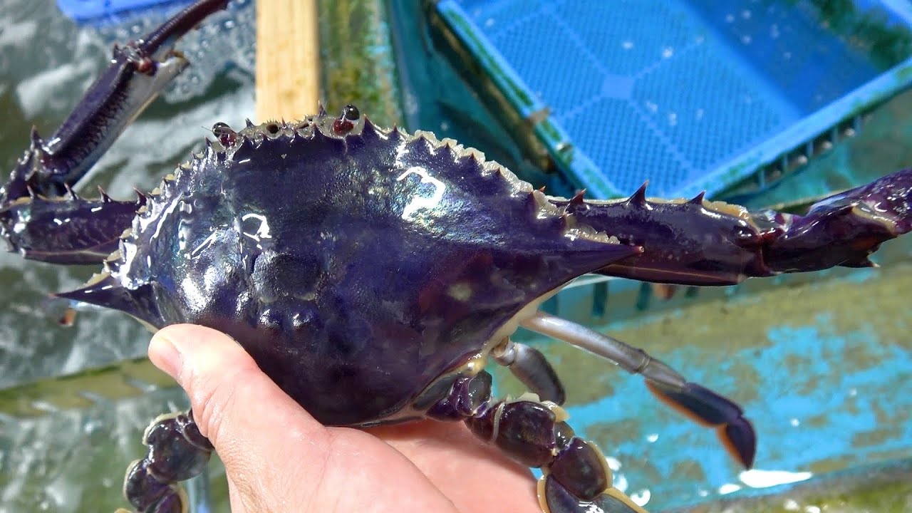 100000000匹に1匹？ありえないカニがきまぐれクックの手に。