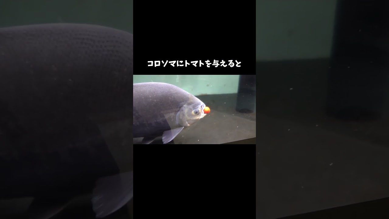 コロソマにトマトを与えてみる #shorts