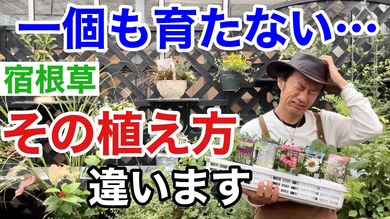 【それはダメ】宿根草普通に植えると二度と出てきません。　　　【カーメン君】【園芸】【ガーデニング】【花の大和】