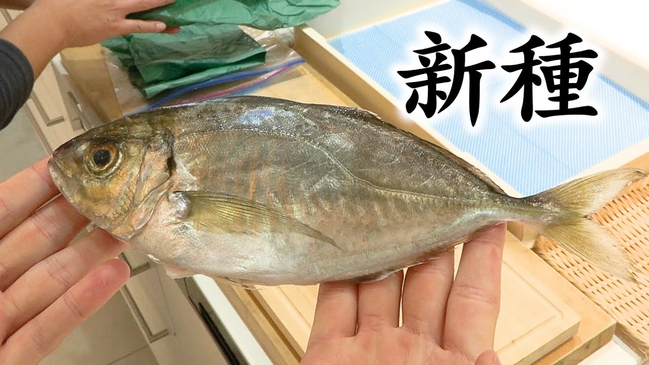 凄い人がうちに来ました。新しい魚を【つくった】みたいです！