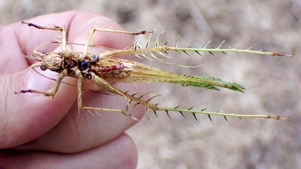 ヤバい虫を買ってしまった
