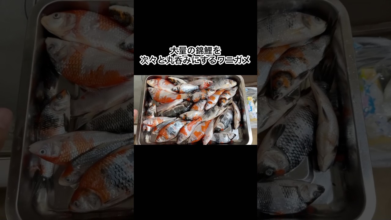 大量の錦鯉を次々と丸呑みにするワニガメ #shorts