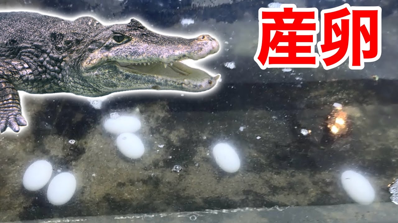 飼ってるワニが大量の卵を産みました