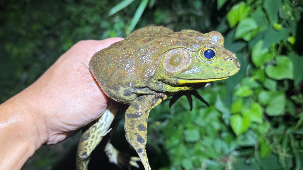 ウシガエルを乱獲してワニガメに食べさせる