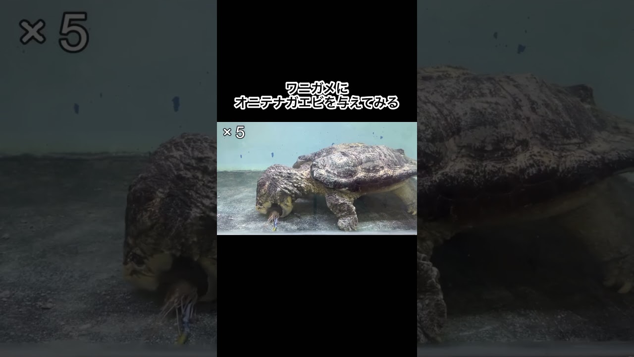 ワニガメにオニテナガエビを与えてみると… #shorts