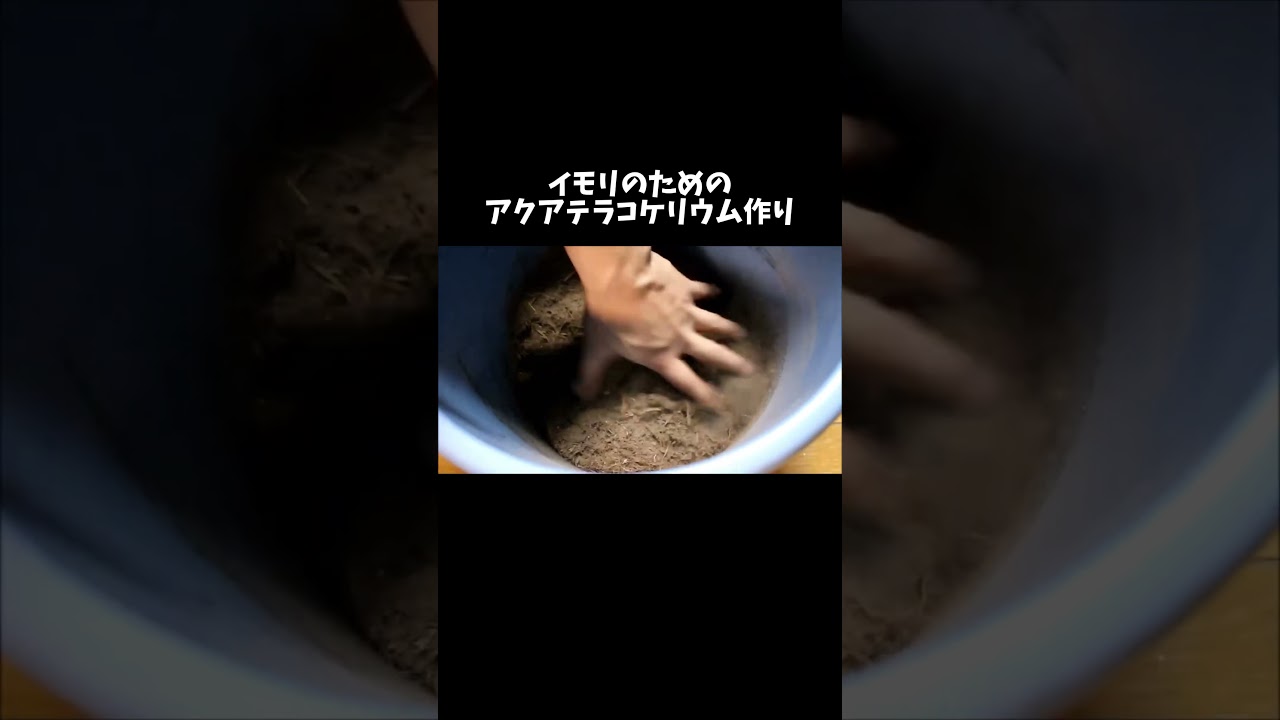 イモリのためのアクアテラコケリウム作り #shorts