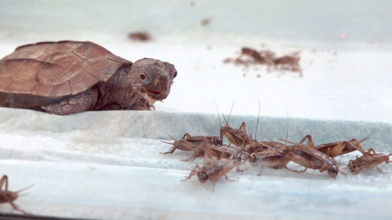 腹ペコのカメの目の前に大量のコオロギをばら撒くとこうなる