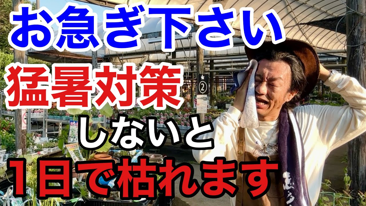 【残酷な現実】誰でもできる賢い植物の猛暑対策教えます　　　　　【カーメン君】【園芸】【ガーデニング】【初心者】