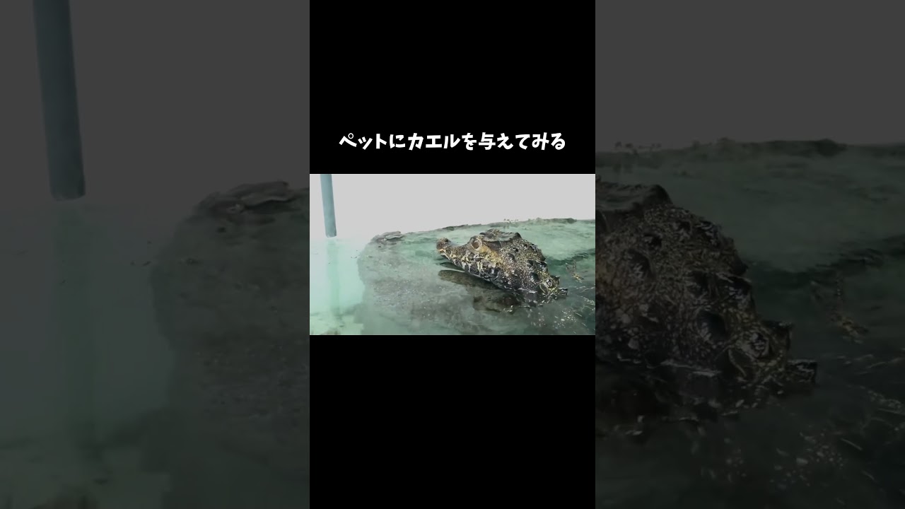 ペットの魚とワニにカエルを与えてみる #shorts