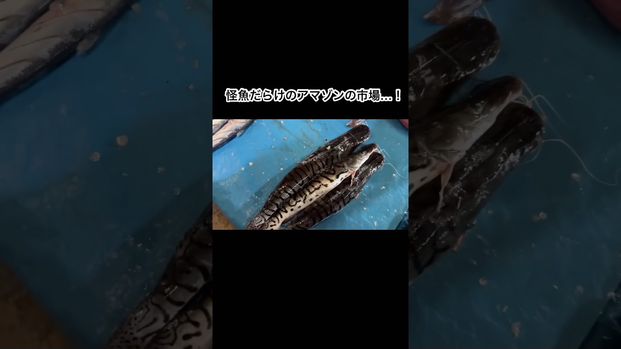 ピラニア、アロワナ、ピラルク！怪魚だらけのアマゾンの市場 #shorts