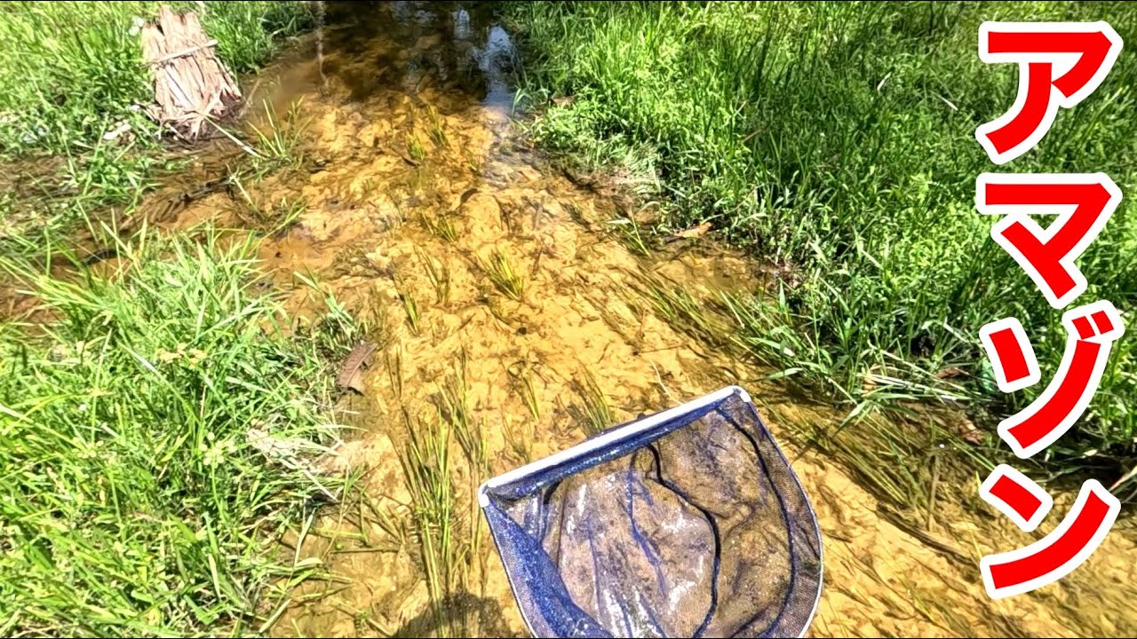 アマゾン支流の小川でガサガサをするととんでもない魚が入ります