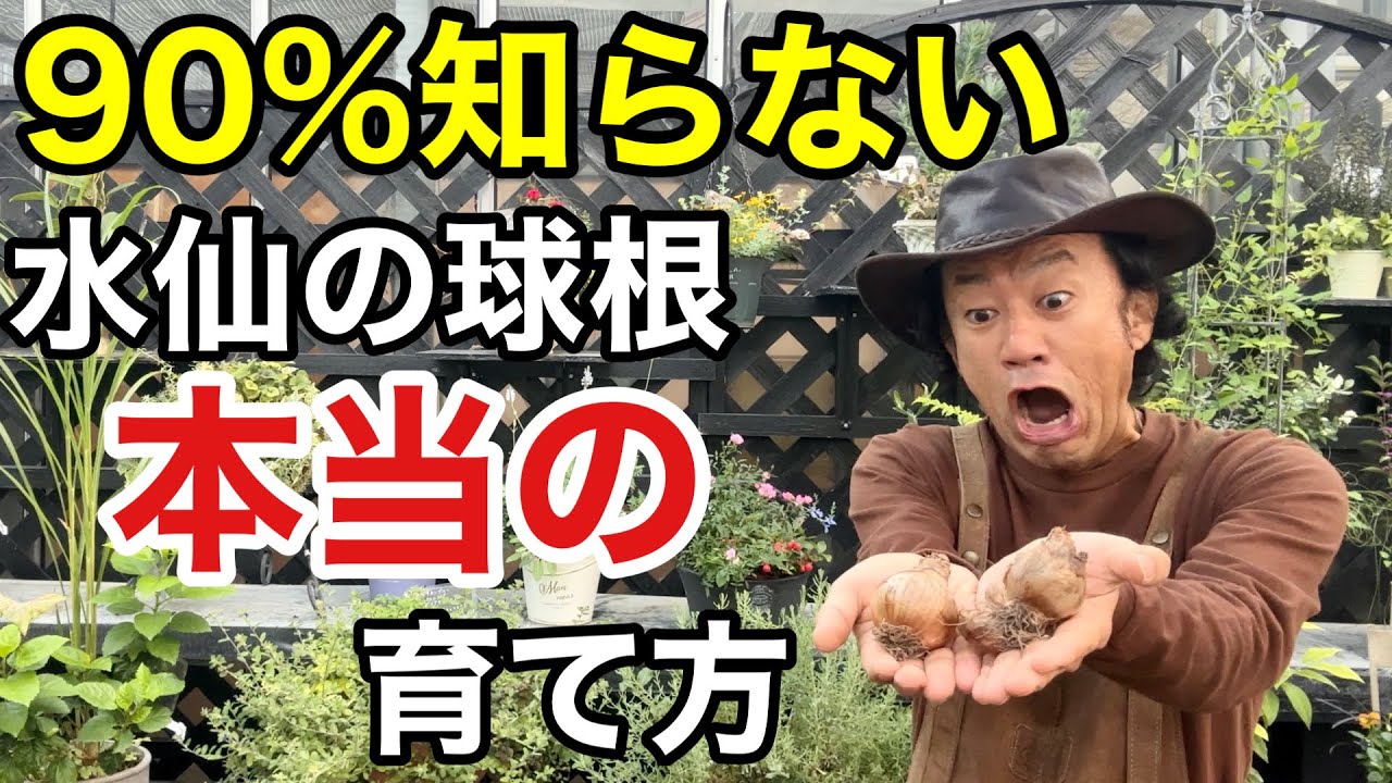 【知らないと増えない】水仙って実は〇〇なんです　　　　　　　【カーメン君】【園芸】【ガーデニング】【初心者】